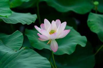 _DSC7656