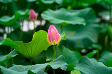 _DSC7675