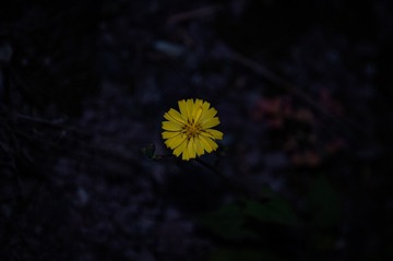 1000016476