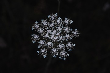 1000016477