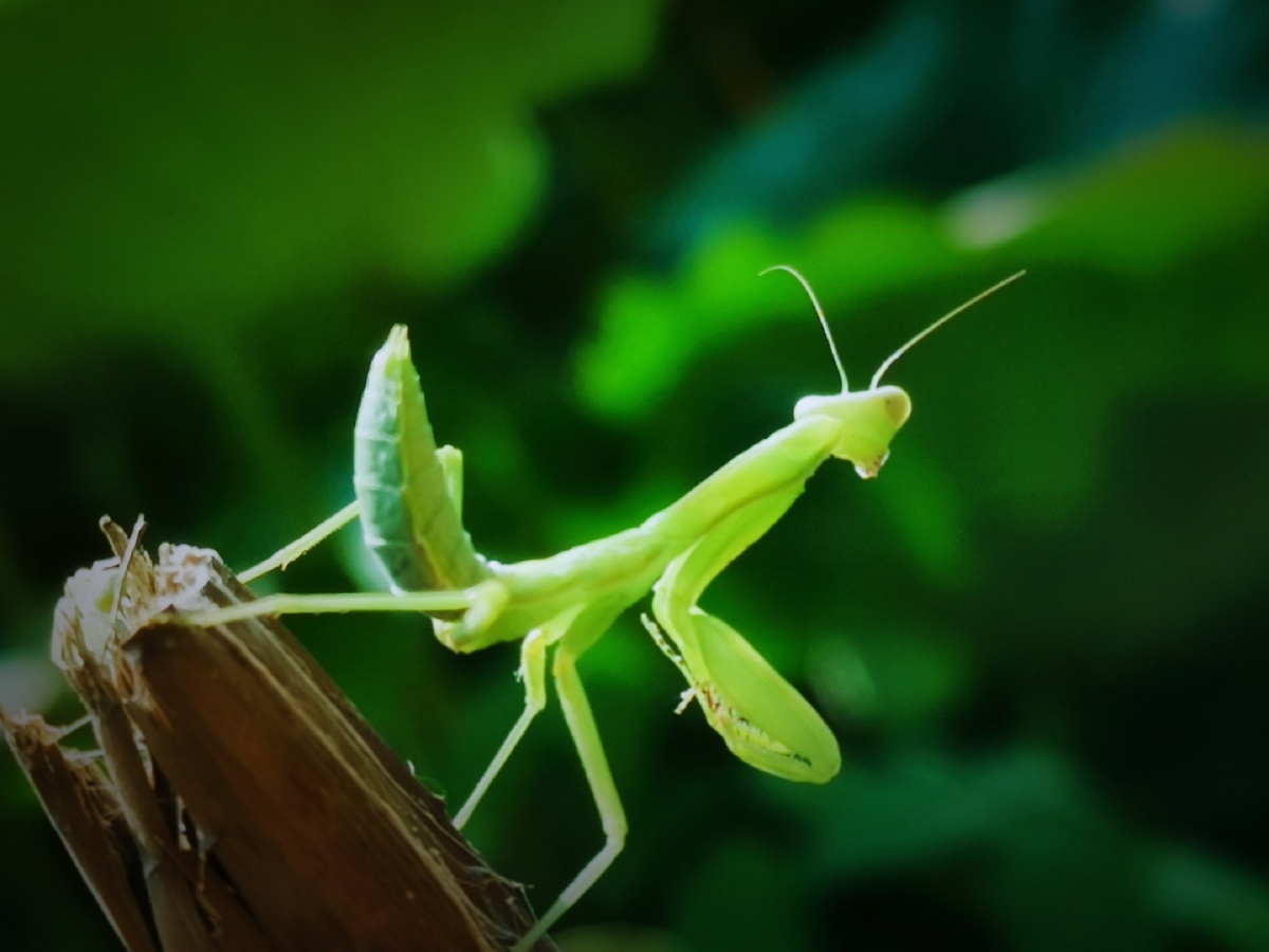 一只年幼的螳螂