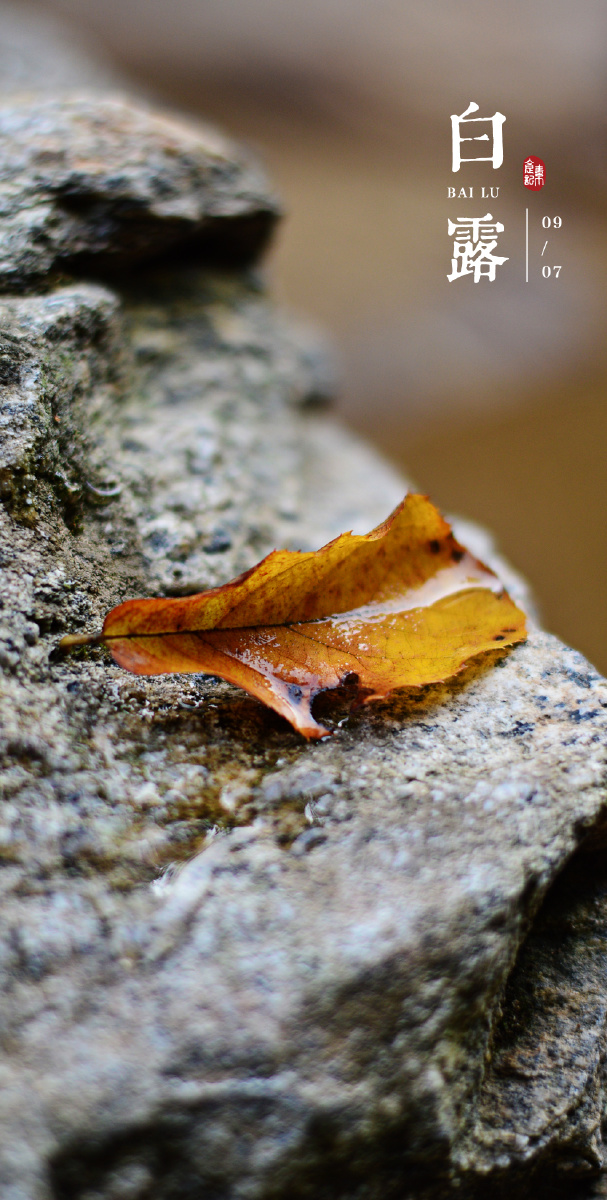 白露一个从名字到灵魂都无限诗意的节气红衣落尽暗香残叶上秋光白露寒