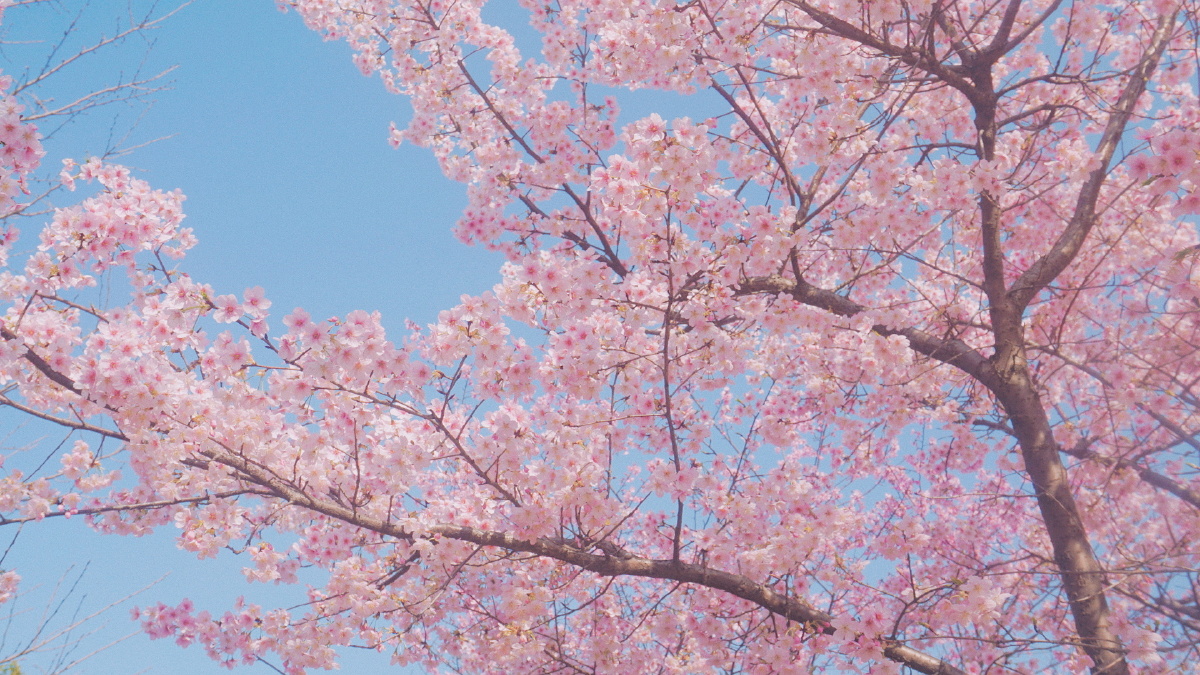 顾村公园61粉色摩天轮下的樱花