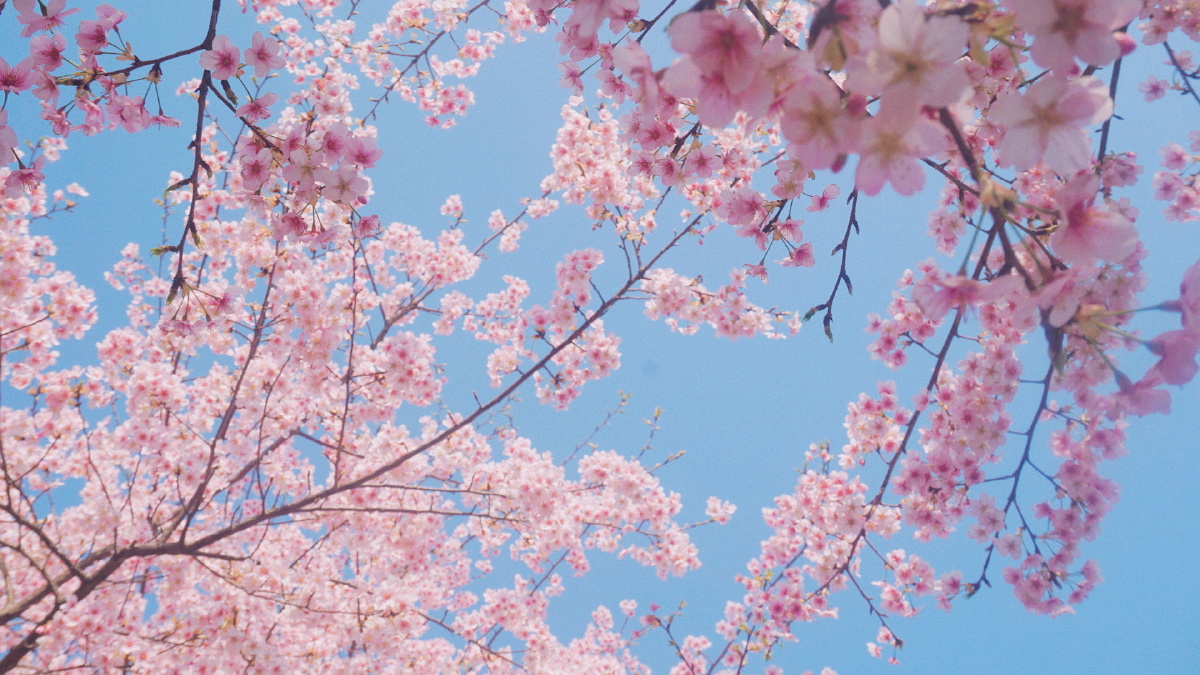 顾村公园61粉色摩天轮下的樱花