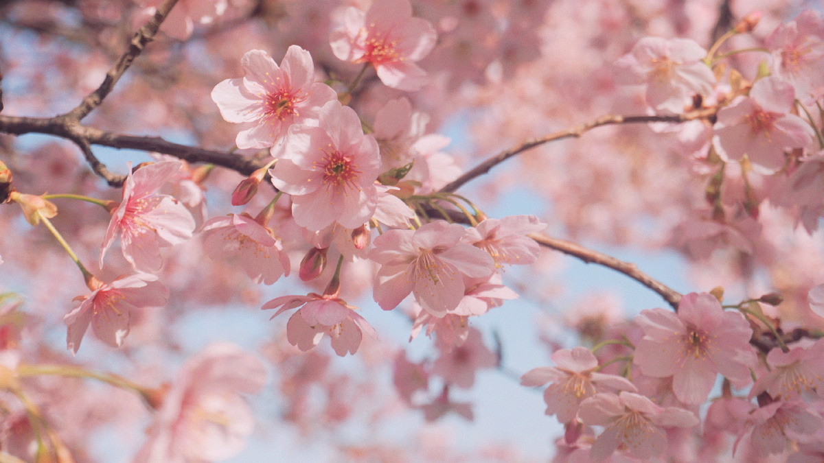 顾村公园61粉色摩天轮下的樱花