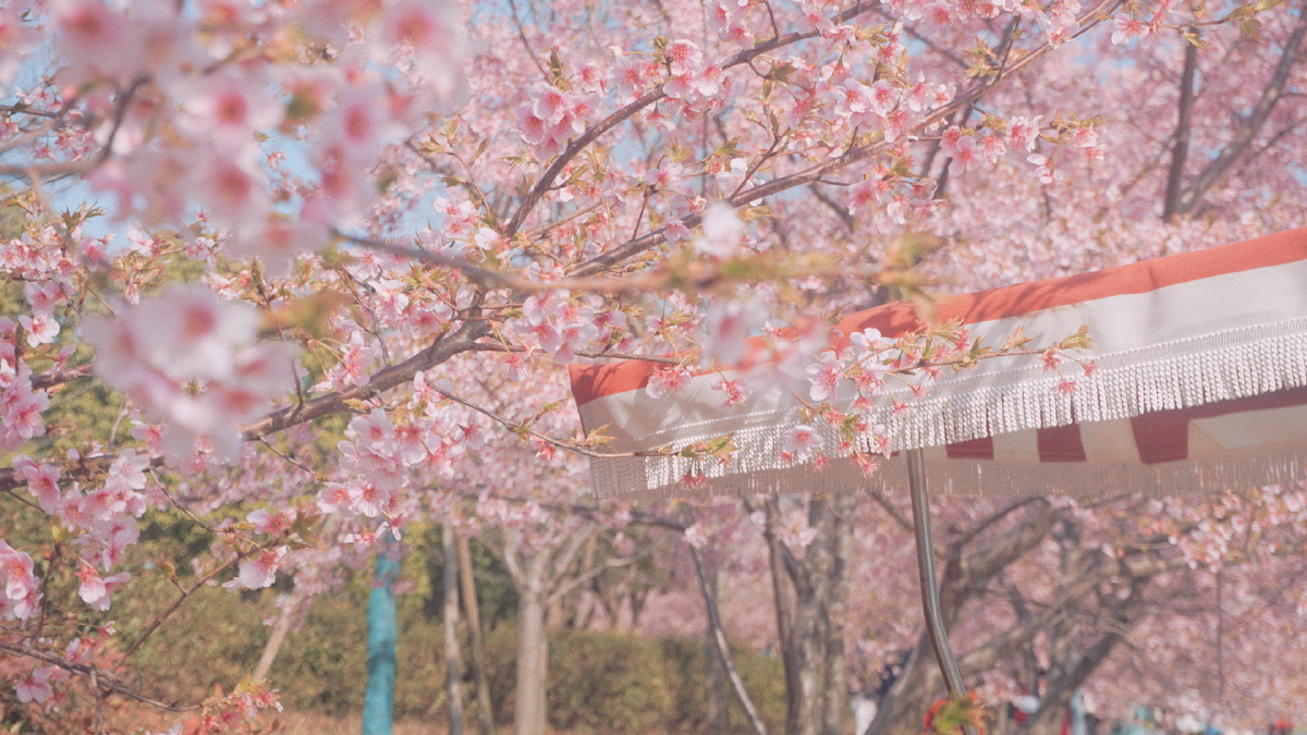 顾村公园61粉色摩天轮下的樱花