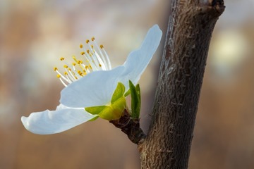 嫩蕊商量细细开