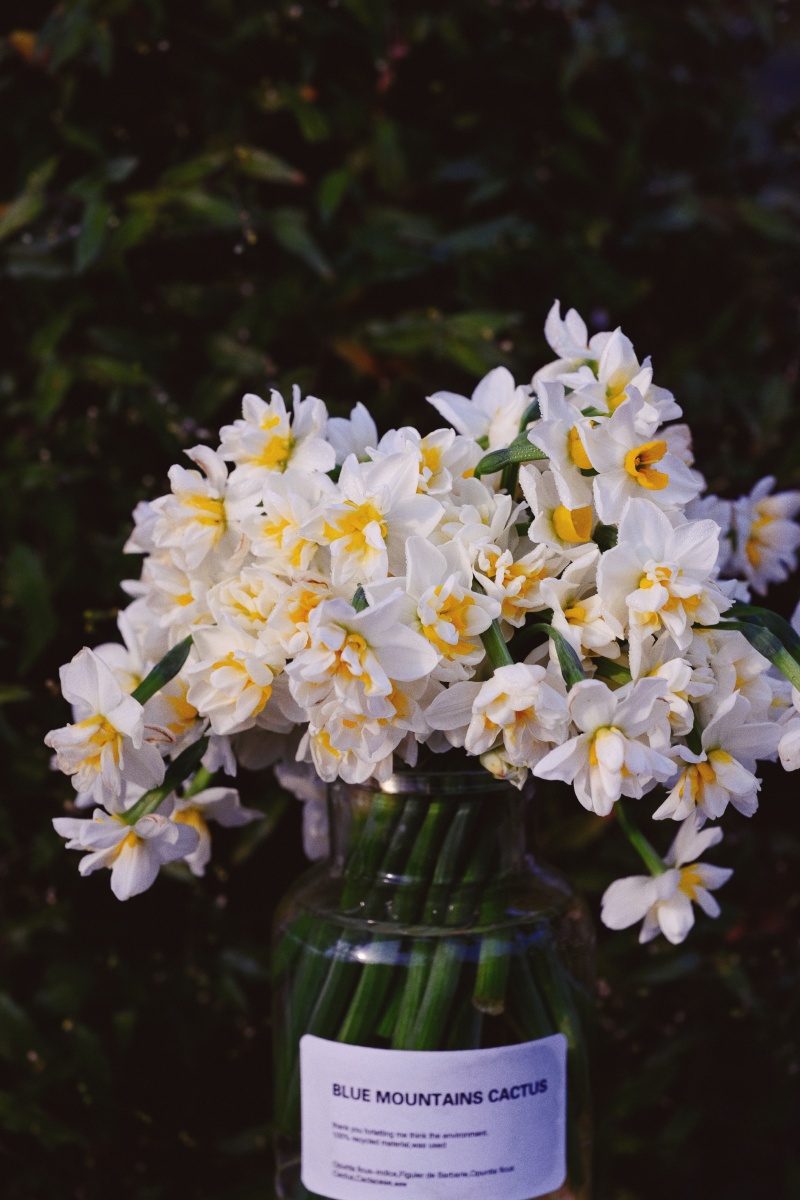 水仙花,玉玲珑,重瓣水仙 - tio1986 - 图虫