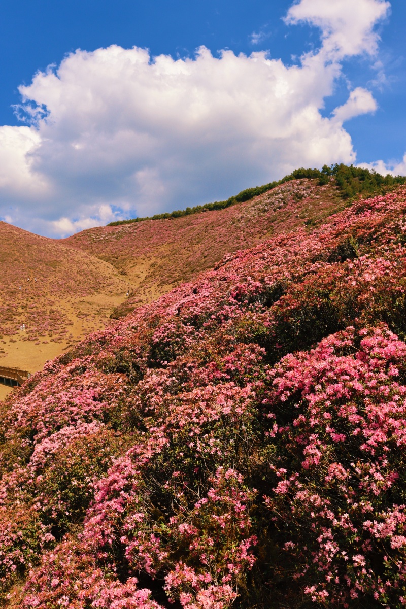 高原野生杜鹃花