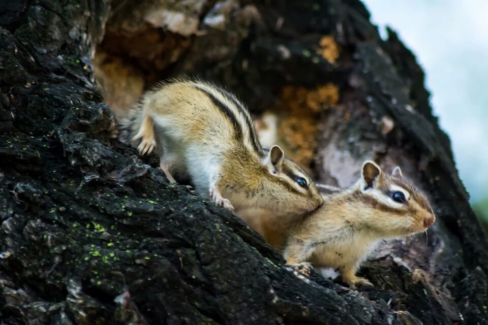 花粟鼠 - 抓拍 - 高振峰 - 图虫摄影网
