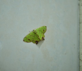 20C72C61-2A42-4D8E-AA54-BDD8FEE01BCD/L0/001