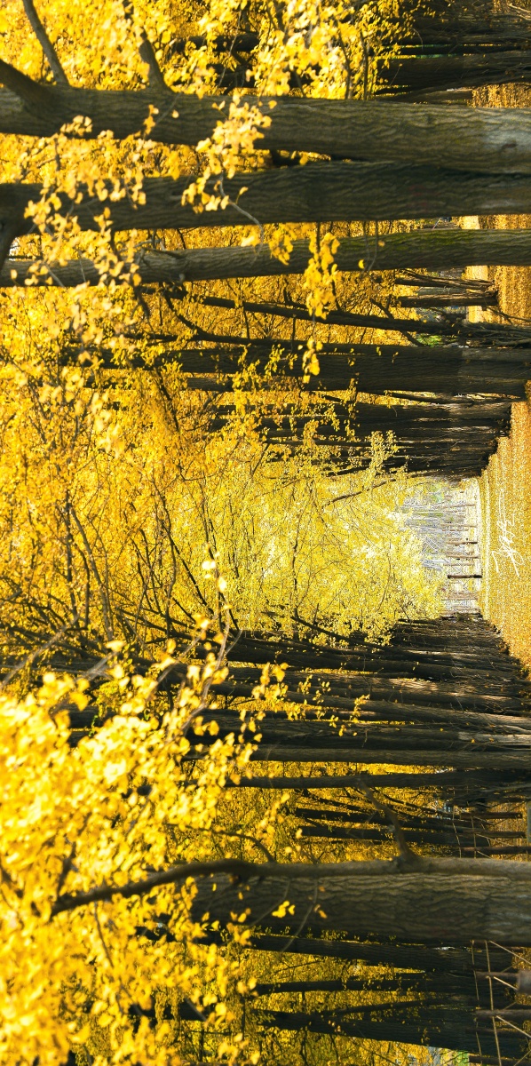 春去秋来,静待花开.