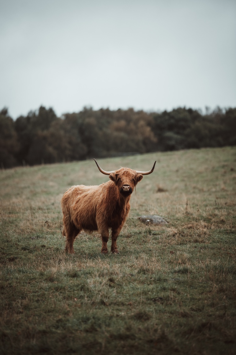 800_1200竖版 竖屏