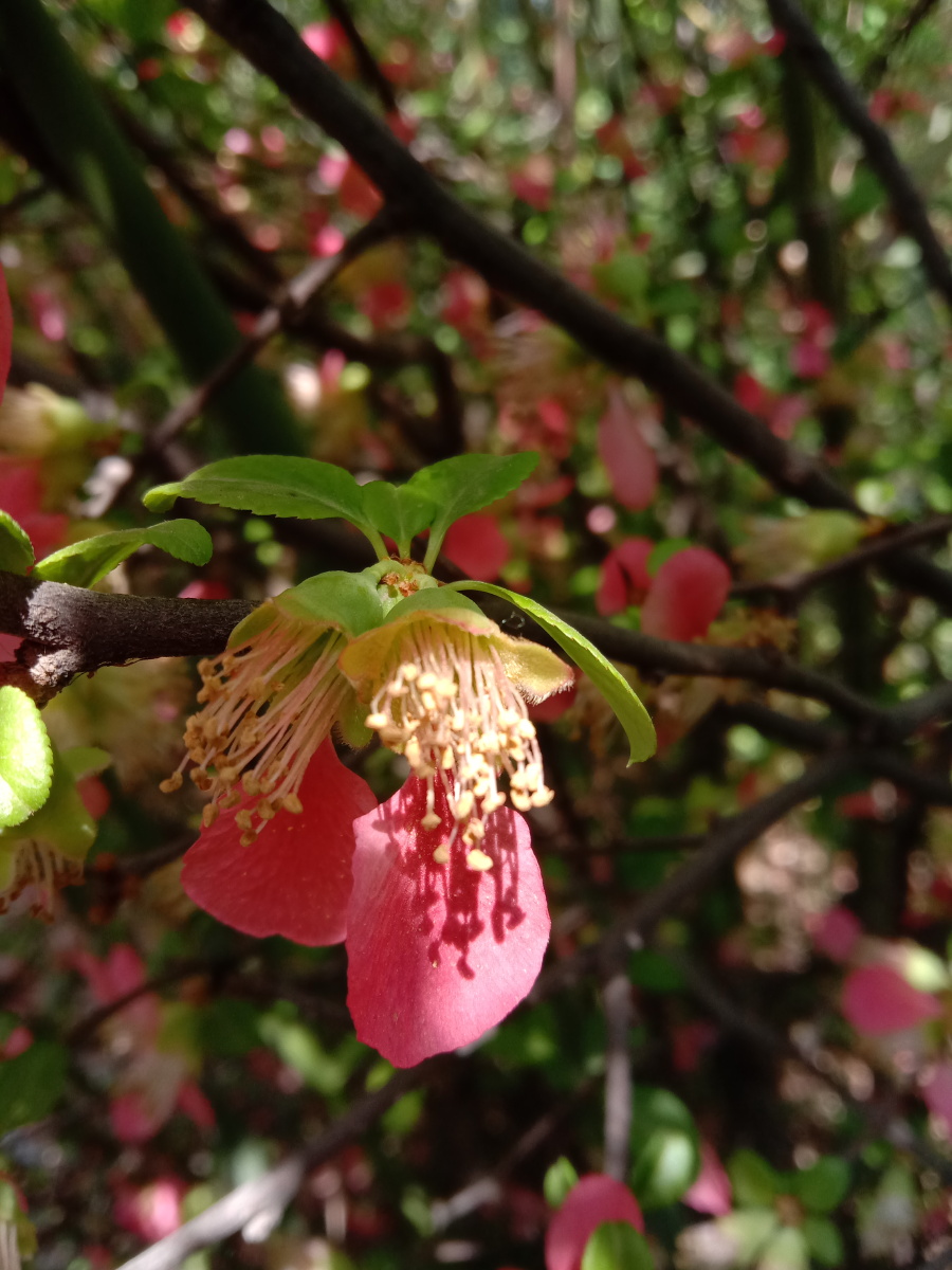 林花谢了春红太匆匆之二