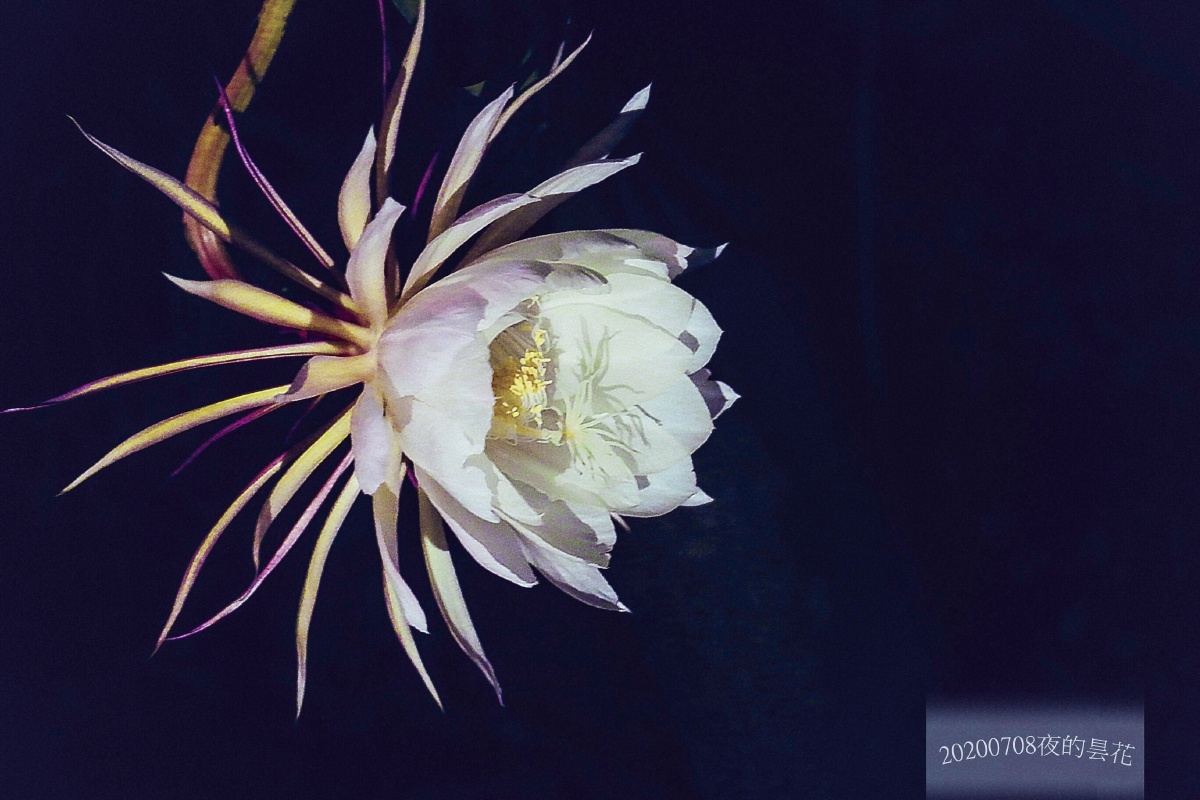 夜晚盛开中的昙花