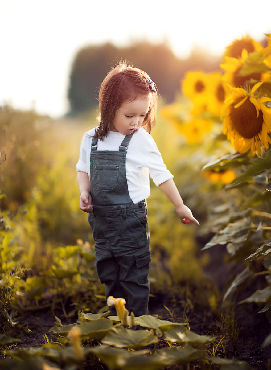 向日葵花语入目无他人四下皆是你