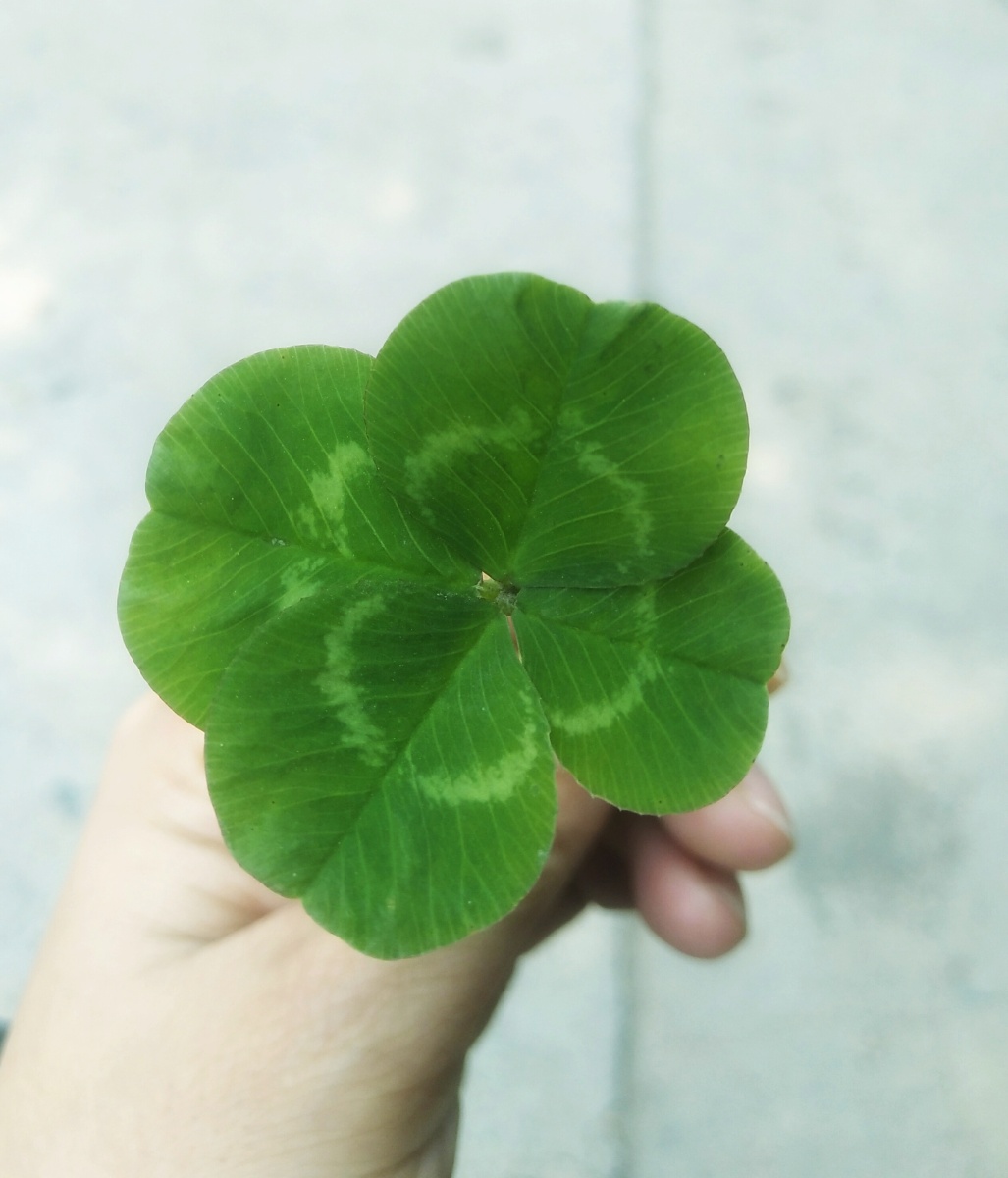 如果你失忆了,就去找一株四叶草,找回那已经掉落的幸福.