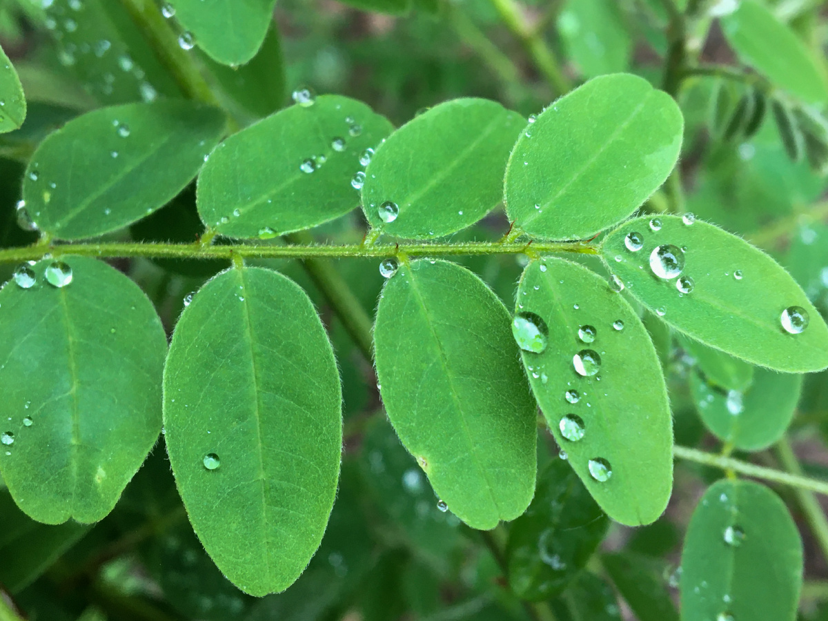 雨后叶子上的水珠