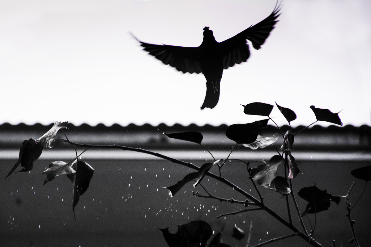 慎独断翅的鸟儿依然振翅飞翔洒落了孤独泛起了生猛