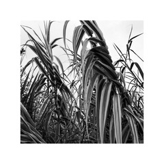 LJK_5588_Dxo已调整（黑白胶片-Adox CMS20 方形）加框_调整大小