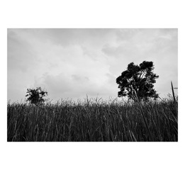 LJK_5593_Dxo已调整（黑白胶片-Adox CMS20）加框_调整大小