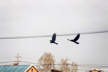 IMG_2243_px已调整