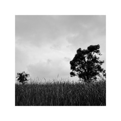 LJK_5600_Dxo已调整（黑白胶片-Agfa APX 25 方形）加框_调整大小