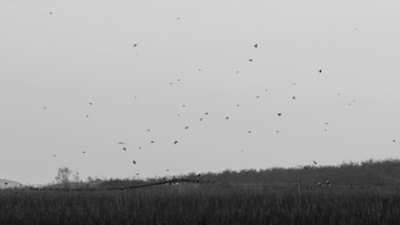 DSC_8175_