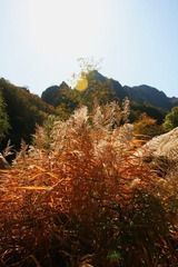 芦苇