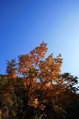 早秋