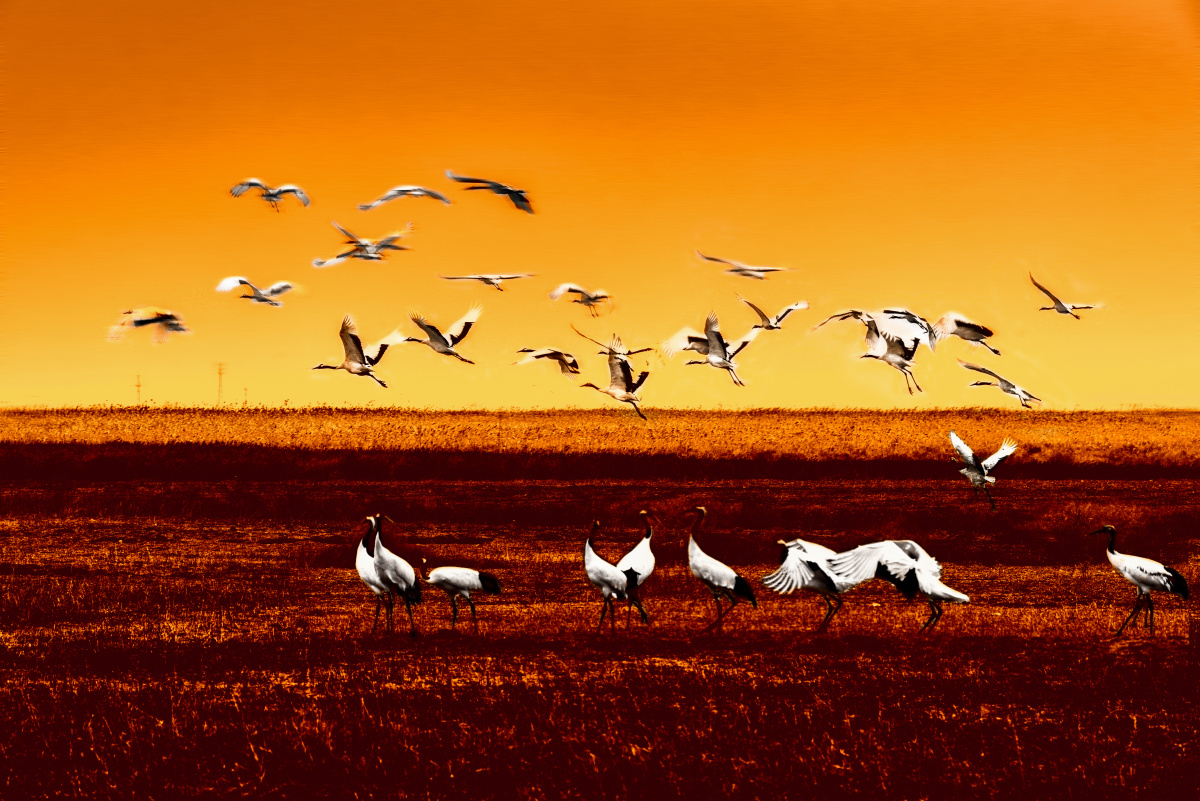 摄于江苏盐城丹顶鹤自然保护区