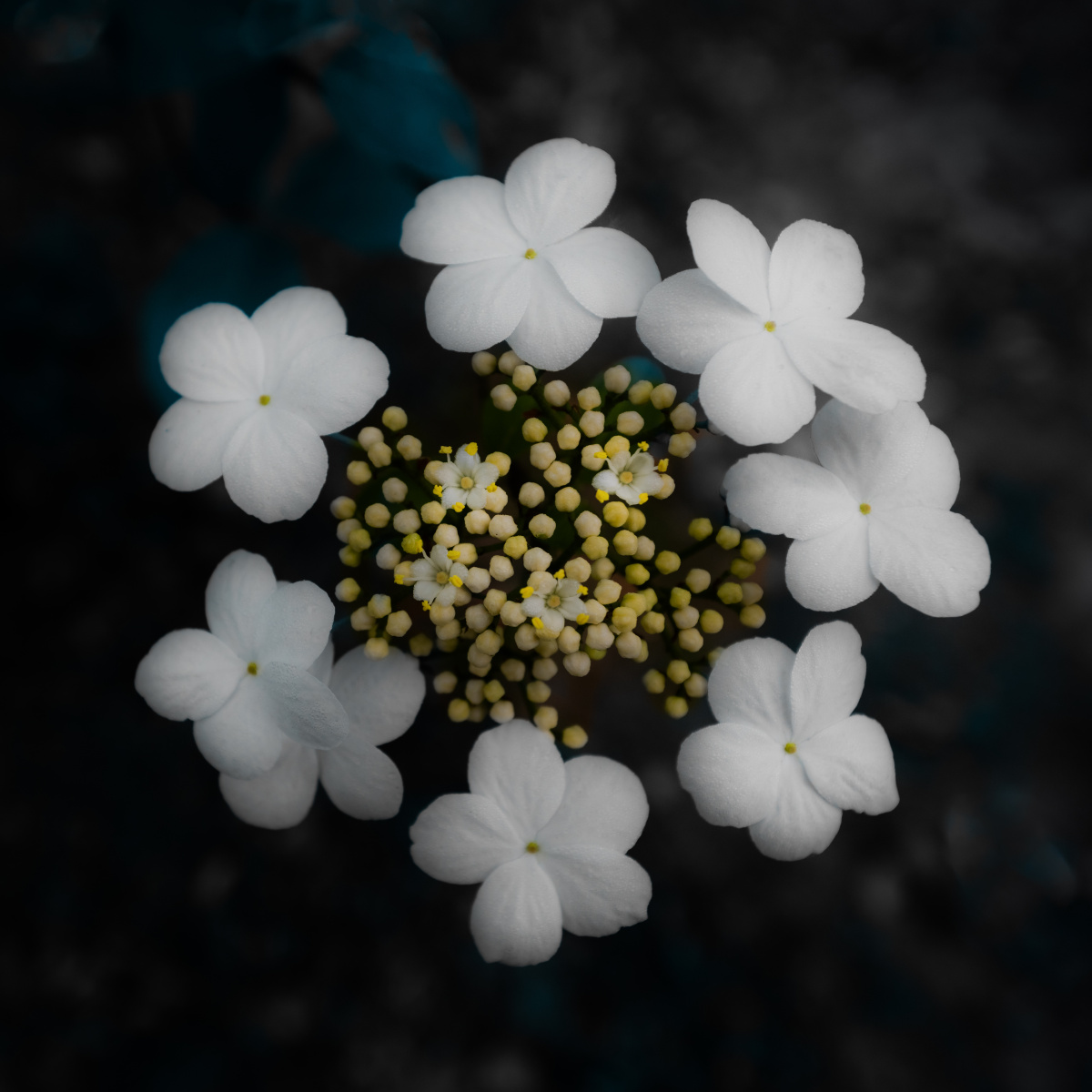 琼花,学名醉八仙,木本植物.扬州市市花