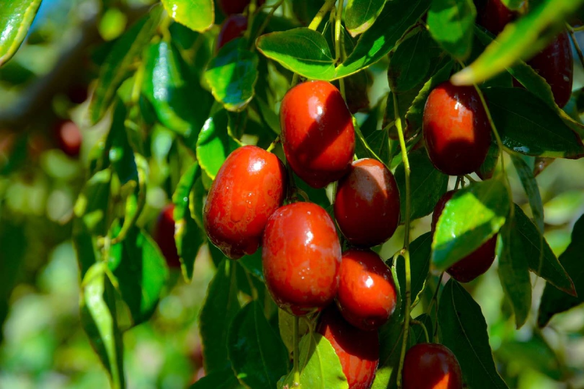 大西北边陲之地和田支青红枣