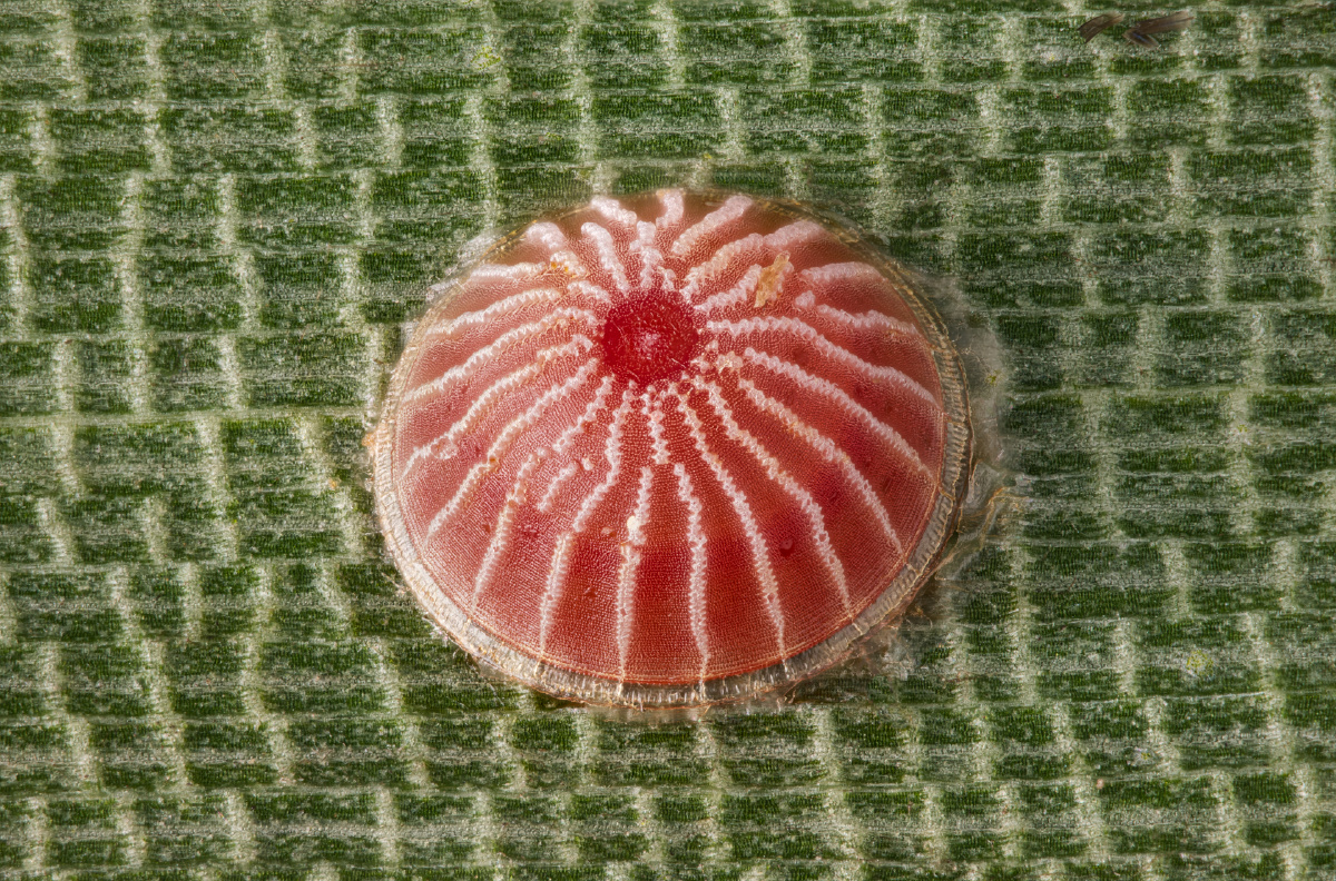 蝶卵众生相显脉须弄蝶