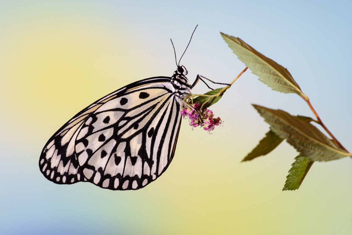 大帛斑蝶 - 暮光昆虫物语 - 图虫