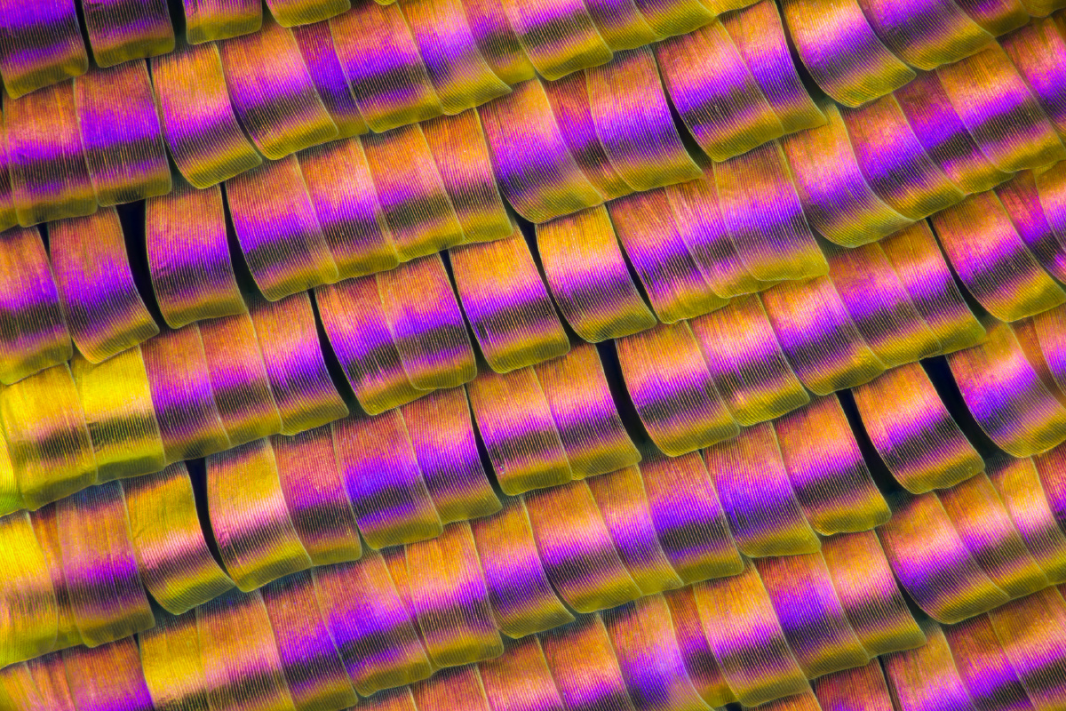 的色彩视界抽象斑斓的蝴蝶鳞片你好微观世界昆虫摄影圈子还没有人打赏