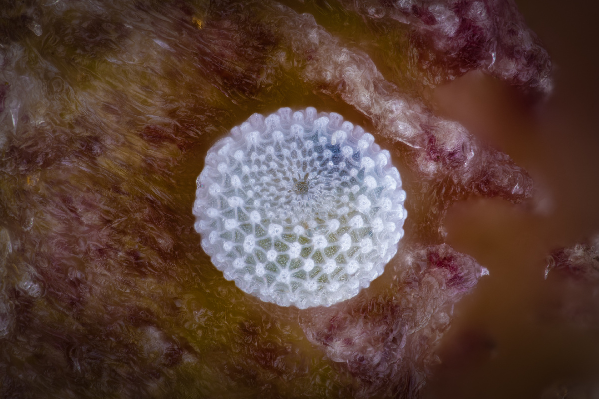 亮灰蝶卵刚刚产下的亮灰蝶卵是淡绿色的一天以后卵近乎成熟变为这种