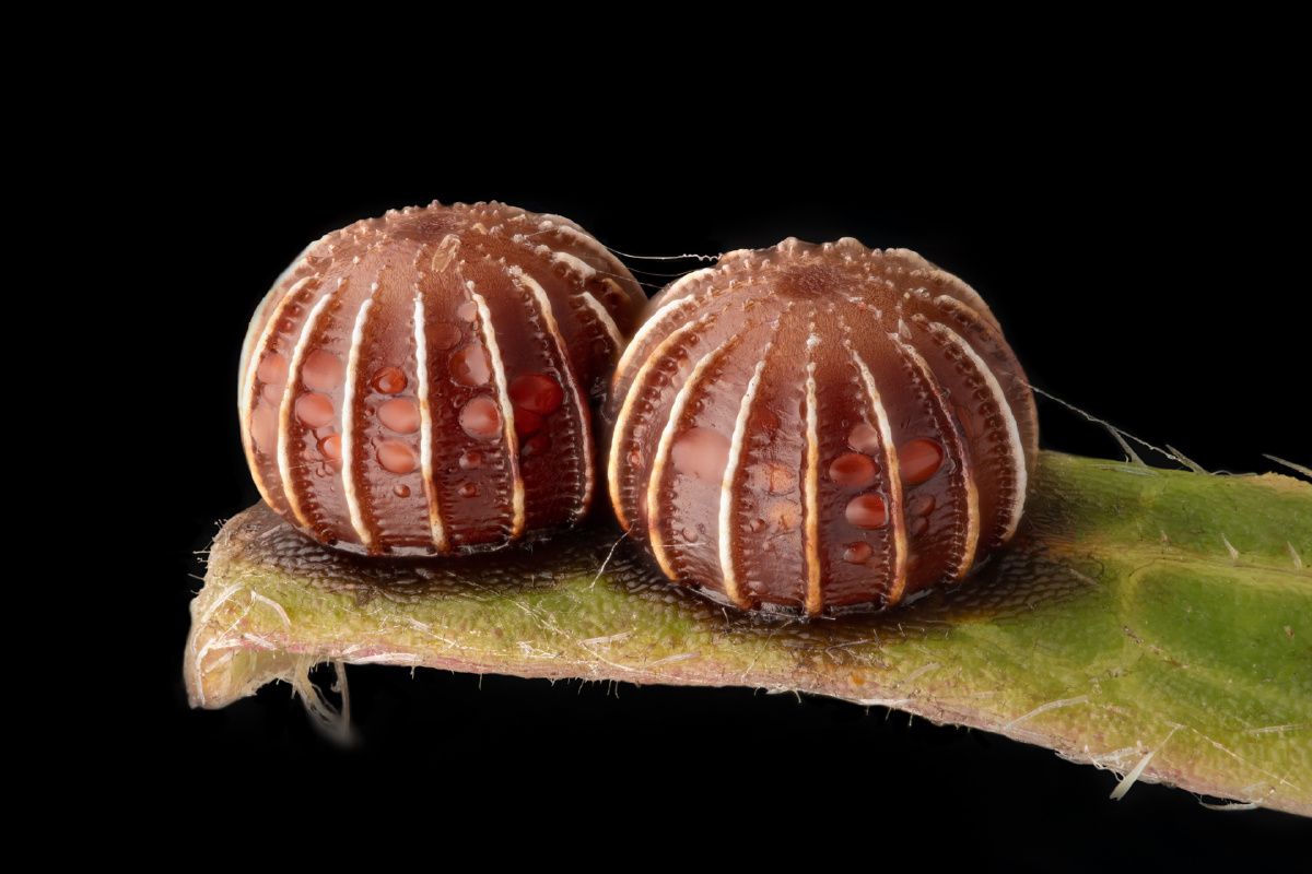 可可南瓜(密纹飒弄蝶卵)