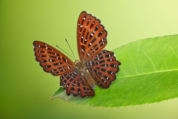 325B48A0-85D2-4C67-B6C7-3F8EC550AFB8/L0/001