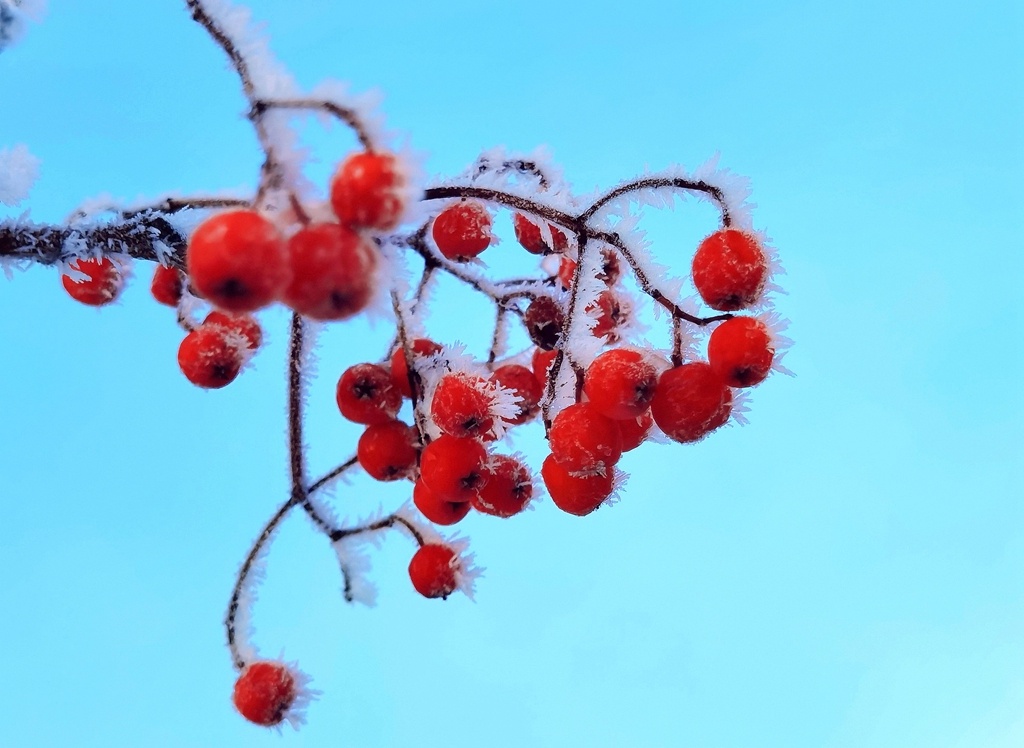 雾凇与红果
