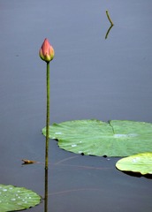 红荷４