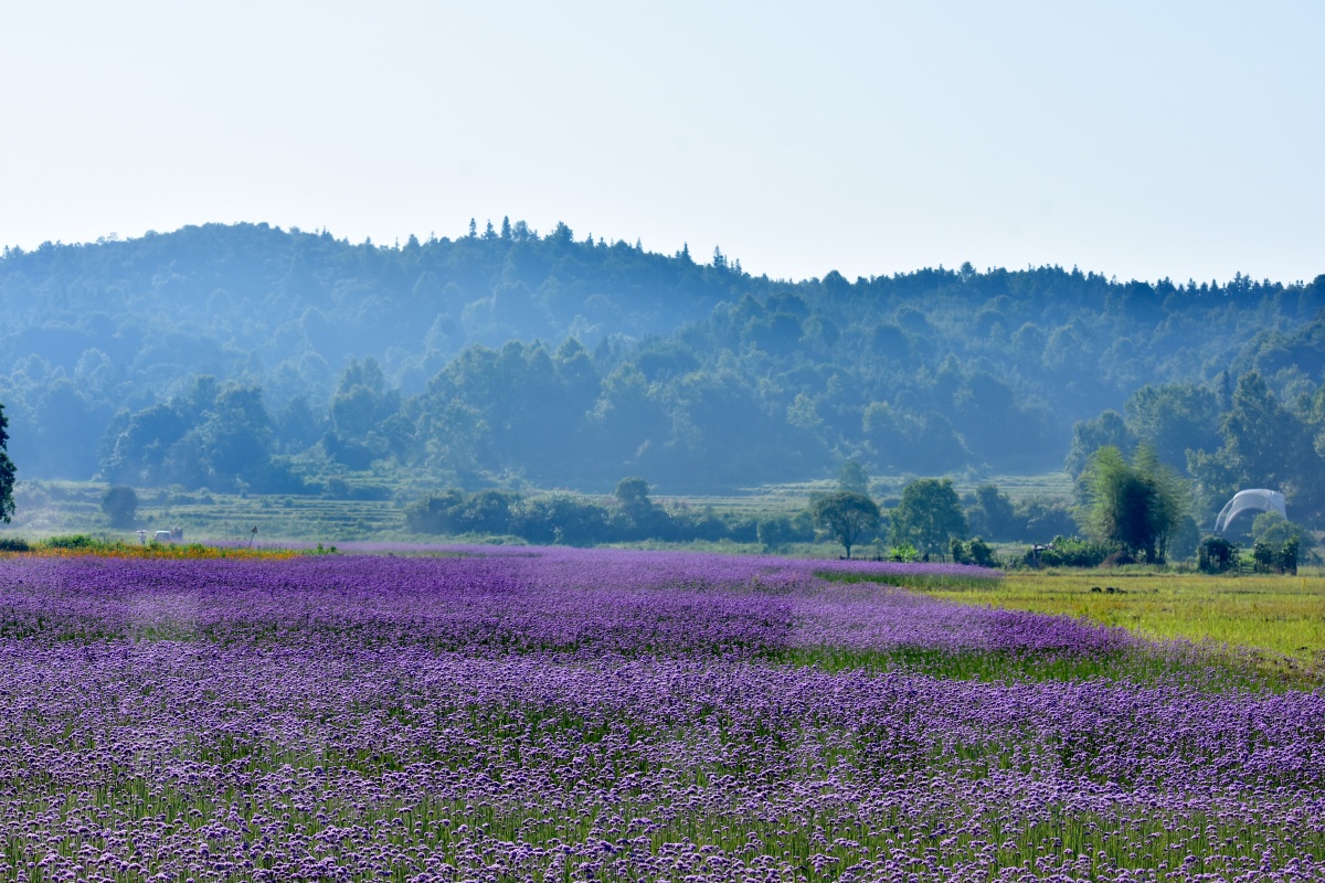 最美人间六月天景德镇高岭61花海
