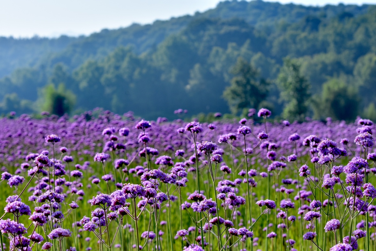 最美人间六月天景德镇高岭61花海