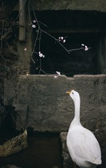 10638