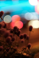 34EDBD23-D682-4101-9B48-4921B1D65668/L0/001