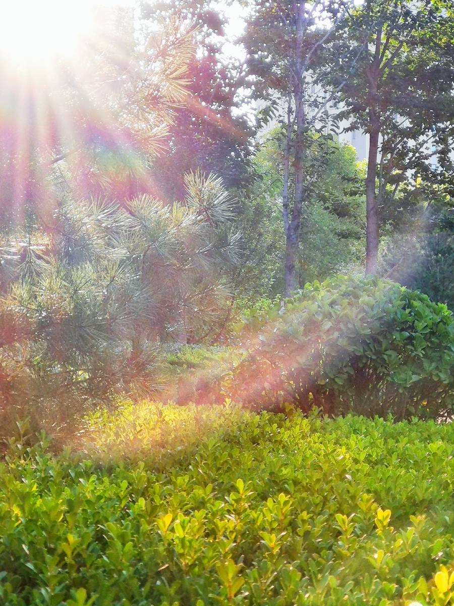 当清晨第一缕阳光照耀大地我为你祷告当月亮普照世间时我为你默祷