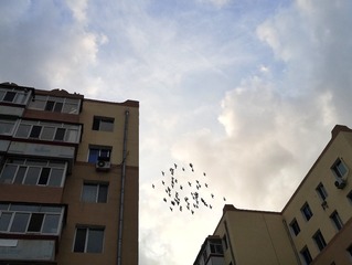 3925445
