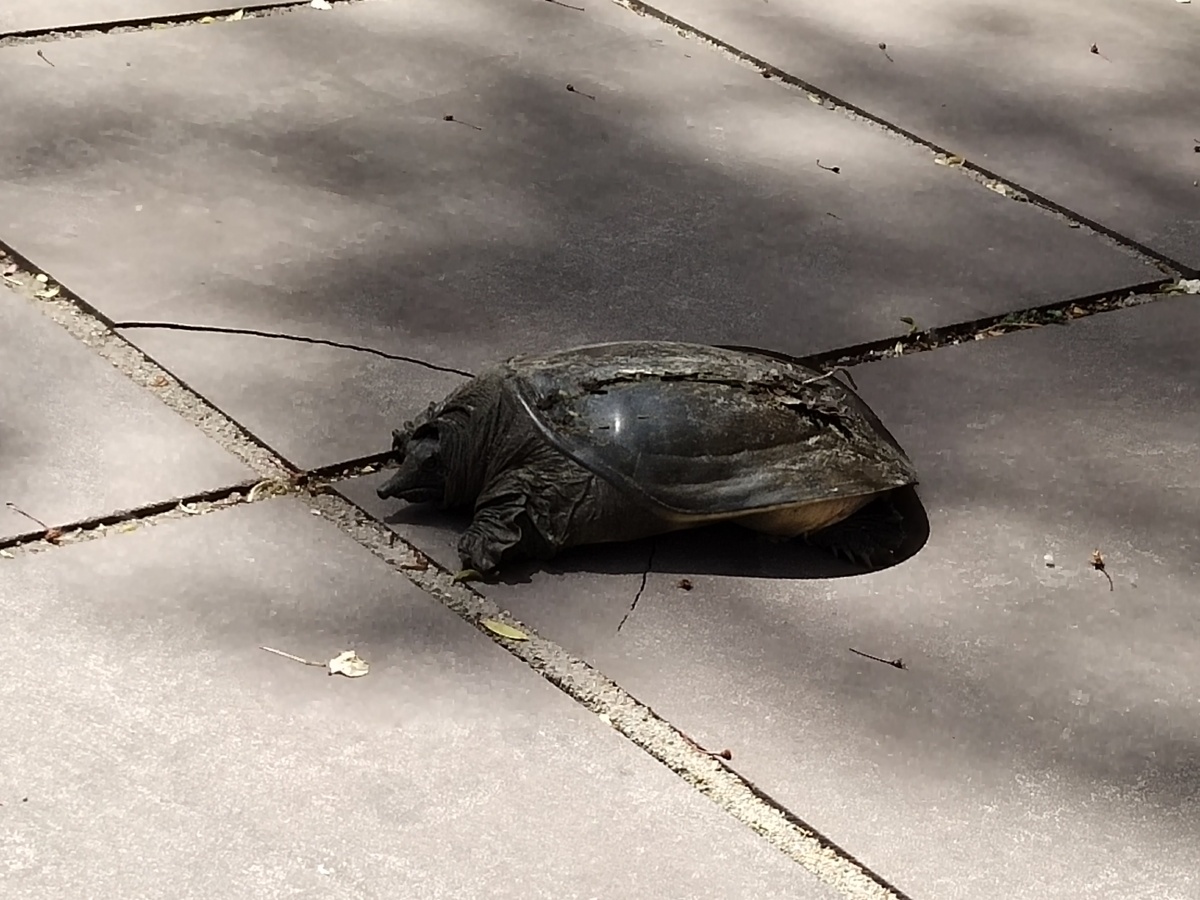 不知道为什么爬到路中间的鳖