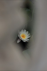 1000031871