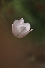 1000011611